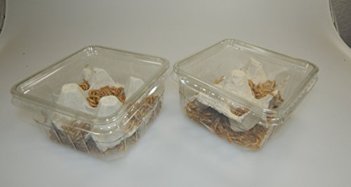 Mehlwürmer lebend 100 g Dose + 20g Extra, SAHAWA Aufzuchtfutter Vogelfutter, Proteinfutter für Igel, Reptilien, Hühnerfutter, Wachtelfutter, lebende Mehlwürmer