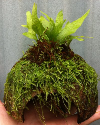 Java Fern + Java Moss Coconut Breeding Cave (Microsorium Pteropus Vesicularia Dubyana) Live Plants