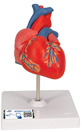 3B Scientific, Corazones Clásicos, En 2 Piezas - 3B Smart Anatomy