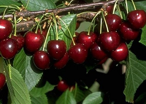 Große schwarze Knorpelkirsche, Süßkirsche, Buschbaum (kleinbleibend), 120-140cm, im Topf
