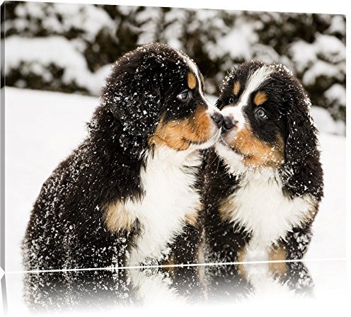 Pixxprint Bernersennen Hunde Welpen im Schnee, Größe: 60x40cm, Leinwandbild, fertig gespannt, Wandbild, Dekoration, Kunstdruck, kein Poster