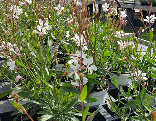 Prachtkerze 'weiß' - Gaura lindheimeri im 12cm Topf