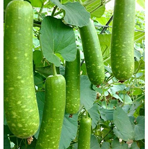 Semi di ortaggi asiatici screziato zucca bottiglia, Calabash, Lagenaria siceraria, melone, Bau sao (50 + semi) per Kitchenseeds