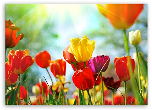 ge Bildet Bild auf Leinwand | Frühlings Tulpen in 40x30 cm als Wandbild | Wand-deko Dekoration Wohnung modern Bilder | 1311