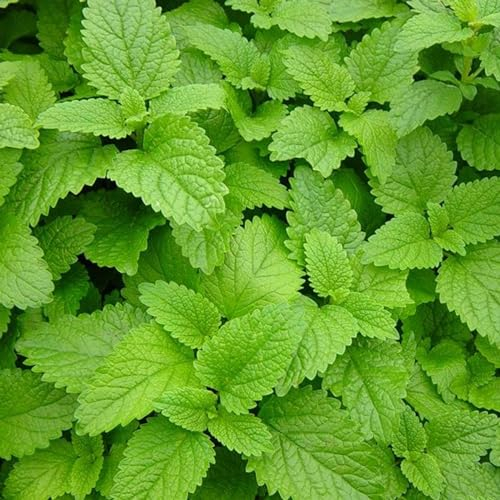 Perfect Plants - Lemon Balm Plant in a 13cm Pot. Garden Ready Herb Plant