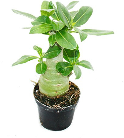Kleine Wüstenrose Adenium Überraschungsfarbe 10cm Topf