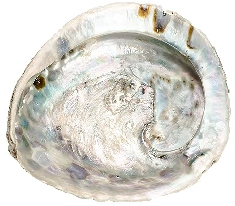 NaDeco Abalone Schnecke Länge ca 14-17 cm | Haliotis midae | Abalone Muschel | Deko-Schnecke | Seeohr | Seeopal | Meerohr | Räucherschale | Seifenschale | Maritime Dekoration | Muscheln und Schnecken