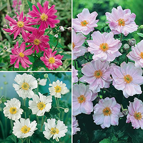 YouGarden Hardy Japanese Anemone Collection, Set of 3 Established Plants, 9cm Pots, Long-Flowering, Pollinator-Friendly. Japanese Anemone Plants UK. Perennial Ready to Plant