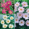 YouGarden Hardy Japanese Anemone Collection, Set of 3 Established Plants, 9cm Pots, Long-Flowering, Pollinator-Friendly. Japanese Anemone Plants UK. Perennial Ready to Plant