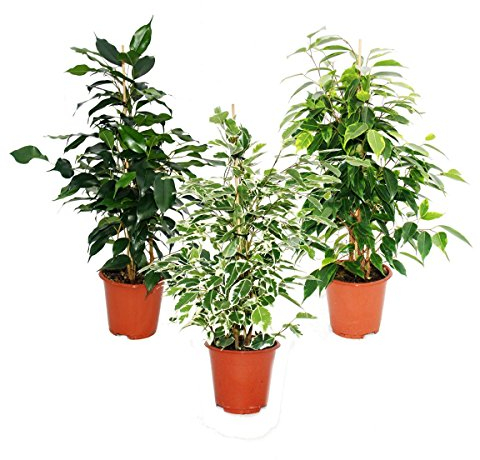 Ficus benjamini - Lot de 3 - Danielle - Anastasia - Twighlight 12cm pot