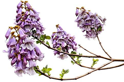 Paulownia -Fortunei- 100 Samen -Winterhart/Robust & Schnell Wachsend- ''FAST BLUE''