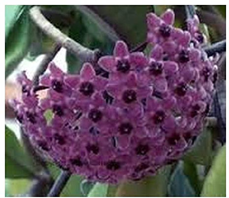 Pinkdose® Hoya carnosa Sky Blue - Corda indù - Pianta di cera - 10 semi