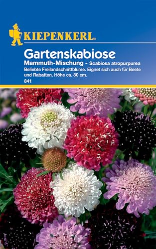 Kiepenkerl Gartenskabiosensamen Mammuth-Mischung 841 – Beliebte Freilandschnittblume - Inhalt für 30 Pflanzen - Blumensamen, Blumenwiese, Saatgut