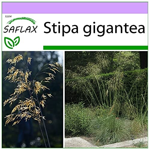 SAFLAX - Gräser-Bambus-Riesen-Federgras/Pyrenäen - Federgras - 10 Samen - Stipa gigantea