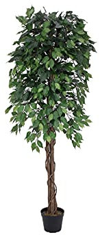 EUROPALMS Ficus-Benjamini Multi-Stamm, Kunstpflanze, 180cm | Ficus-Benjamini Baumserie mit unschlagbarem Preis-/Leistungsverhältnis