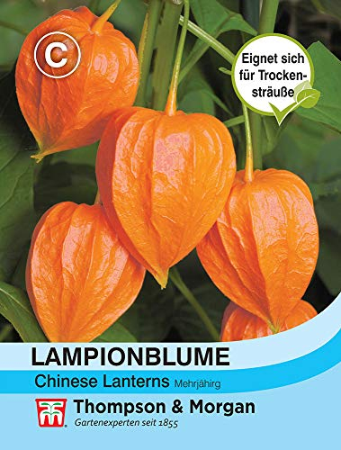 Thompson & Morgan AGT02140 Lampionblume Physalis gigantea (Lampionblumensamen)