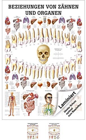 Ruediger Anatomie MIPO75LAM Beziehungen von Organen und Zähnen Tafel, 24 cm x 34 cm, laminiert