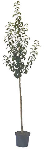 Birnenbaum Gute Luise Herbstbirne Birne Halbstamm 150-170 cm 10 Liter Topf Unterlage: Sämling