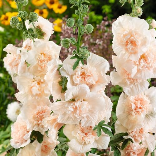 Eden Brothers Hollyhock Seeds - Majorette Double Champagne, Packet