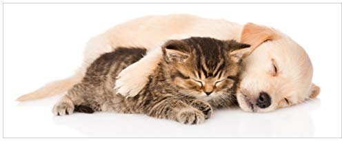 Wallario Glasbild Katze und Hund in Harmonie - Kuschelnde Tiere - 50 x 125 cm in Premium-Qualität: Brillante Farben, freischwebende Optik