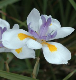 Seedeo Pfauenblume - Wilde Iris (Dietes grandiflora) 10 Samen