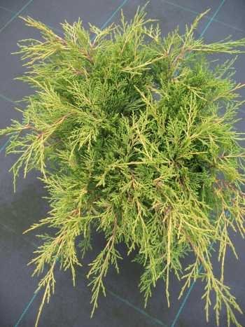 gelber Kriech Wacholder Juniperus media Old Gold 40 cm breit im 3 Liter Pflanzcontainer