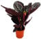 Exotenherz - Schattenpflanze mit ausgefallenem Blattmuster - Calathea Dottie - 12cm Topf - ca. 25-30cm hoch