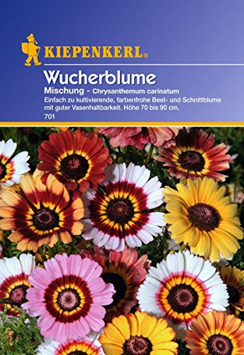 Sperli Blumensamen Wucherblume Carinatum, Mischung, grün