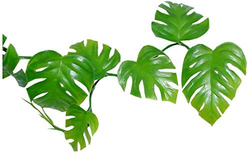 Lucky Reptile Pothos Plante grimpante