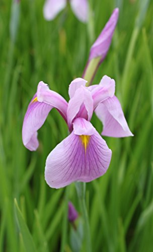 WASSERPFLANZEN WOLFF ° 2er-Set - winterhart - Iris laevigata 'Rose Queen' - Asiatische Sumpfiris, rosa -