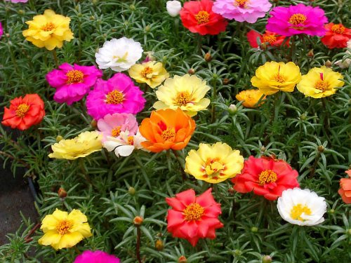 Portulaca Moss Rose Mix - 1000 Samen