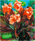 BALDUR Garten Canna Durban;2 Knollen Canna indica Indisches Blumenrohr