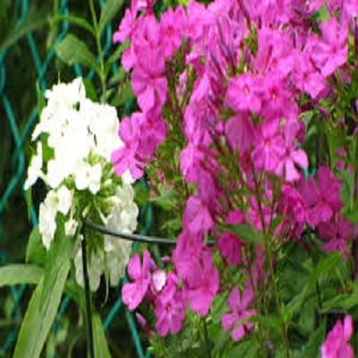 Phlox ~ bianco, rosa chiaro, rosa scuro e viola Mix ~Garden Phlox 10+ semi perenni