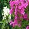Phlox ~ bianco, rosa chiaro, rosa scuro e viola Mix ~Garden Phlox 10+ semi perenni