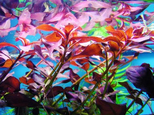 Mühlan Wasserpflanzen Bund Ludwigia Glandulosa, Ludwigie,farbige Pflanze