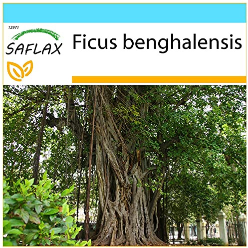 SAFLAX - Confezione regalo - Baniano - 20 semi - Ficus benghalensis