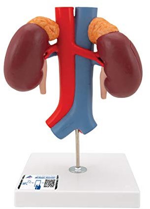 3B Scientific® Nierenmodell – 2-teiliges Humananatomie-Modell mit Nierengefäßen & Nebenniere, Langlebiges PVC + Smart Anatomy App (5 Jahre Garantie)