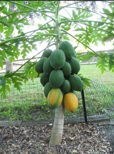 10+ Molto fresco Rare! Nano Waimanalo Papaya! frutta tropicale semi dell'albero impianto