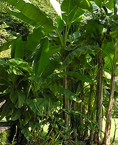 Darjeeling Banane - Musa sikkimensis (Manipur) - 10 Samen -