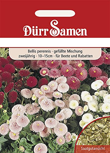 Dürr-Samen - Gänseblümchen gefüllte Mischung zweijährig 10-15 cm Saatgut
