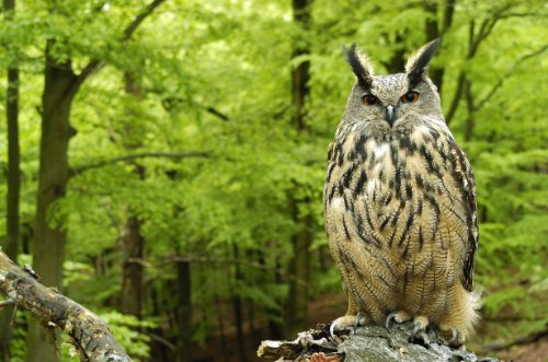 EULE (UHU) 3-D Postkarte/Lentikular-Karte mit 3D-Effekt von Edition Colibri (10080)