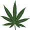 U24 Aufkleber Hanf Cannabis Autoaufkleber 9 x 9 cm Sticker Konturschnitt