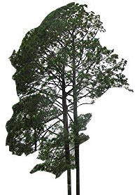 Himalaya Kiefer -Pinus roxburghii- 35 Samen -Winterhart-