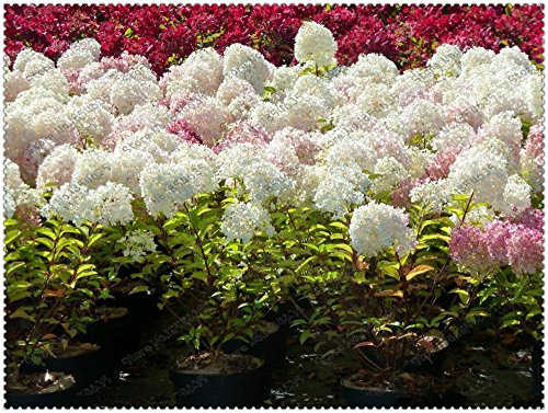 300pcs / bag hortensias paniculata 'Vanilla Fraise', semilla de Hortensia, semillas de flores bonsai, 11 colores para elegir, planta de jardín de casa