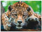 ARTland Wanddeko Wandbild Alu Verbundplatte für Innen & Outdoor Bild Tiere Wildtiere Raubkatze Fotografie Braun Südamerikanischer Jaguar T5FI
