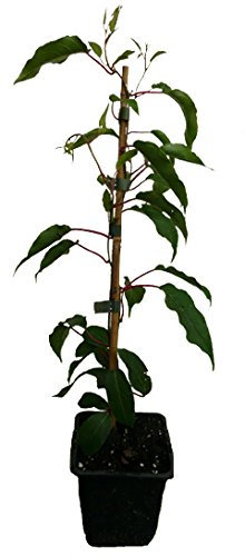 2 x Minikiwi Pflanzen Kens Red weiblich und männlicher Befruchter Actinidia arguta Kiwai winterharte Kiwi