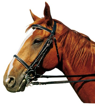 AMKA Kandarenzaum, Gr. Warmblut