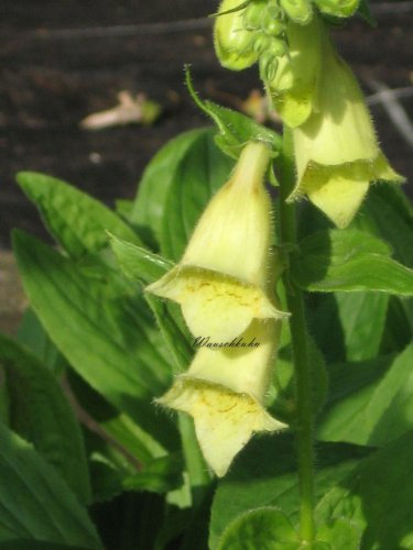Staudenkulturen Wauschkuhn Digitalis grandiflora - Fingerhut - Staude im 9cm Topf