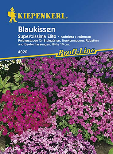 Kiepenkerl Blaukissen Superbissima Elite - Aubrieta x cultorum