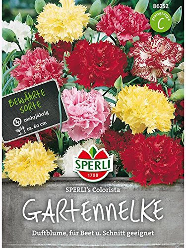 Gartennelke Colorista Mischung